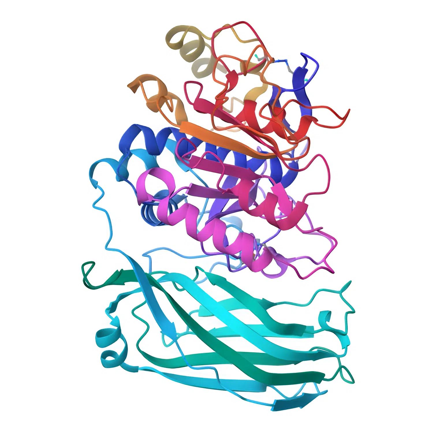 Kex2 Protease