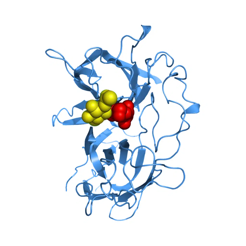 PNGase-F