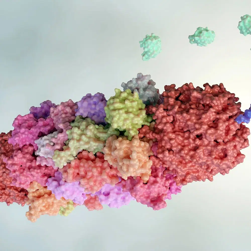 Custom Protein Expression