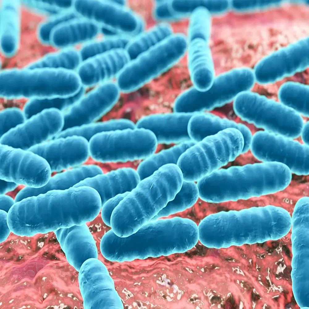 Fermentation Capability