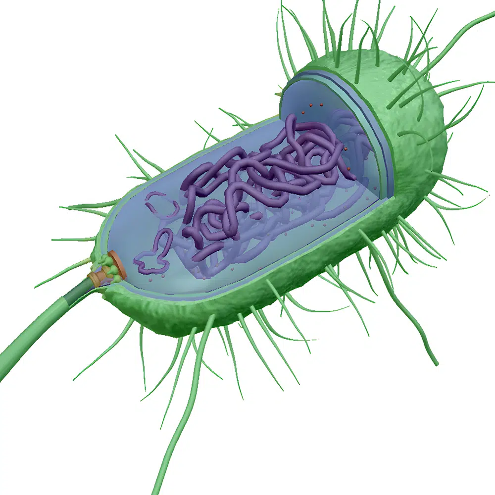 Prokaryotic System